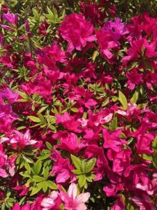 カラフルな可愛いお花たち 楽しく学べる公園 広町みらい公園