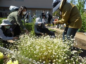 ポタジェ トウモロコシ種まき スナップエンドウ収穫 楽しく学べる公園 広町みらい公園