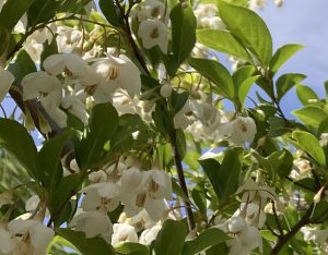 エゴノキってご存知ですか? | 楽しく学べる公園 広町みらい公園